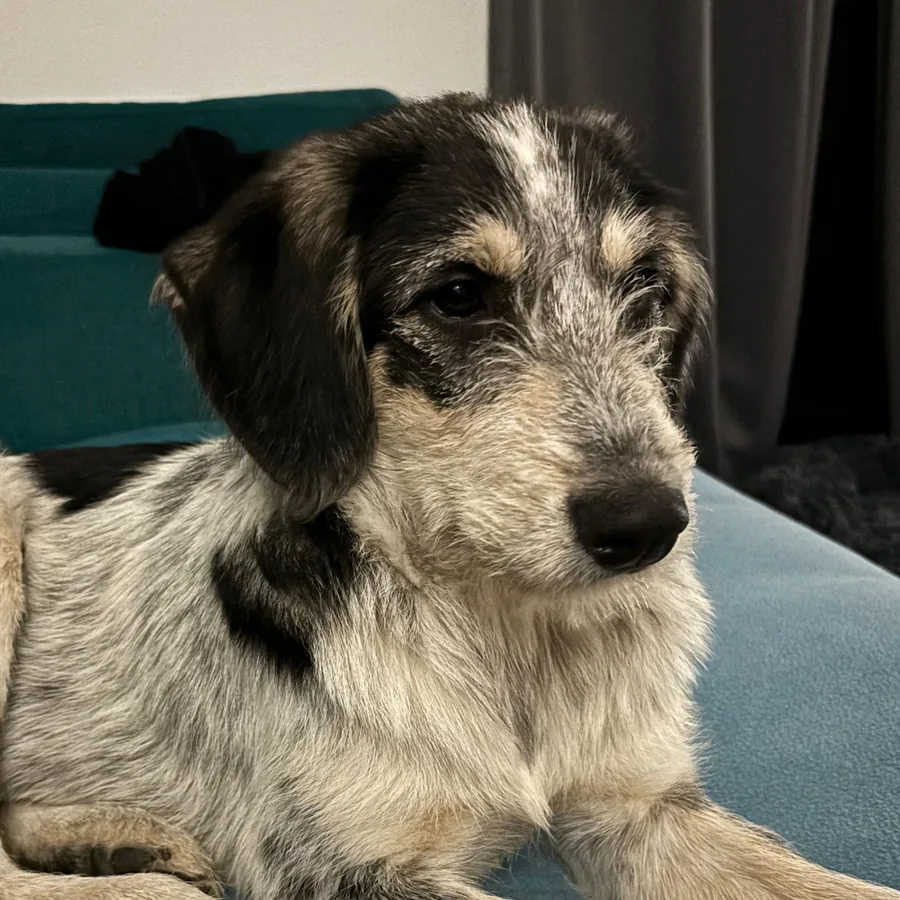 Emma, der Praxishund